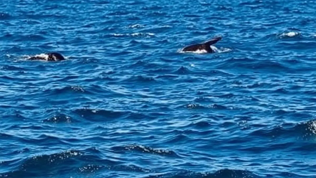 Dominica Establishes Marine Reserve for Sperm Whales