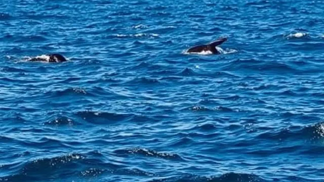 Dominica Establishes Marine Reserve for Sperm Whales