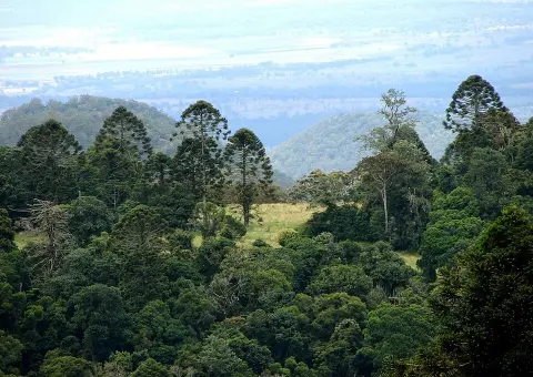Bunya Mountains National Park