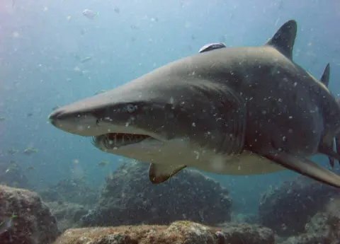 Cod Grounds Marine Park