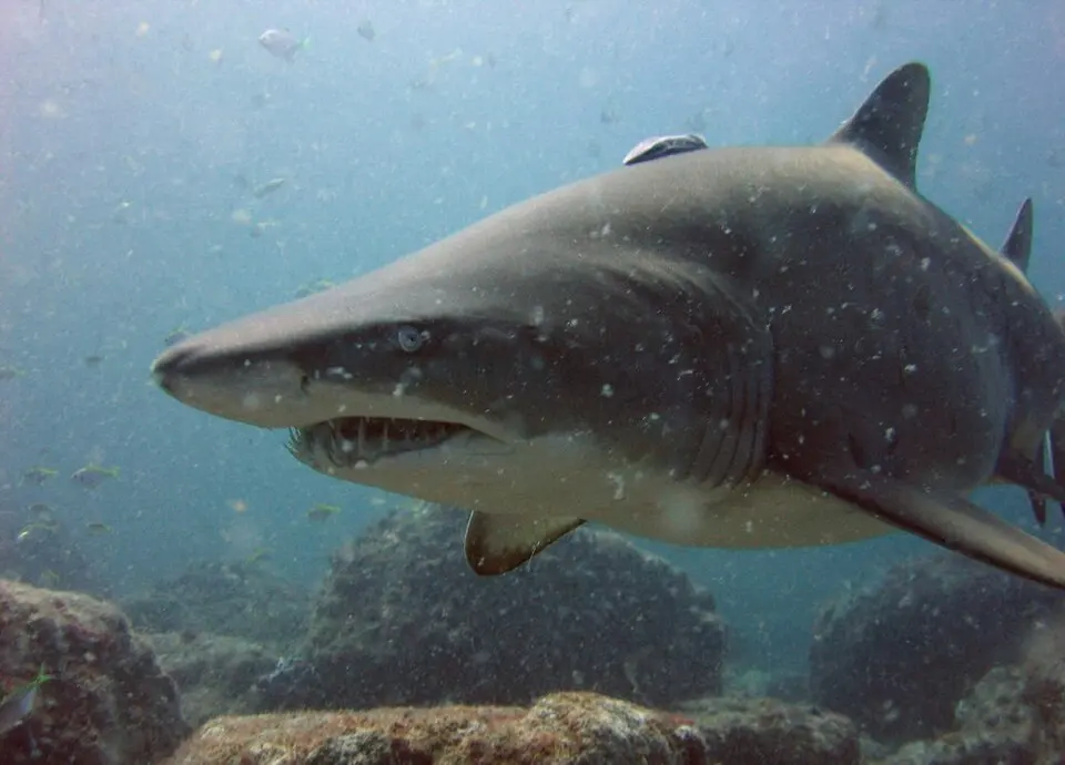 Cod Grounds Marine Park