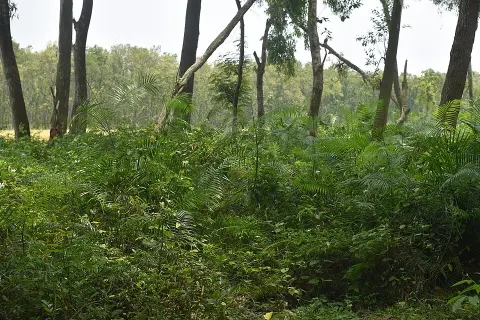 Dharmapur National Forest