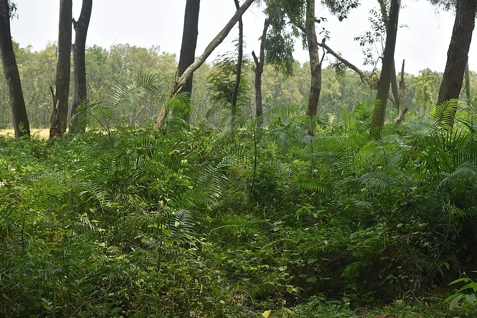 Dharmapur National Forest