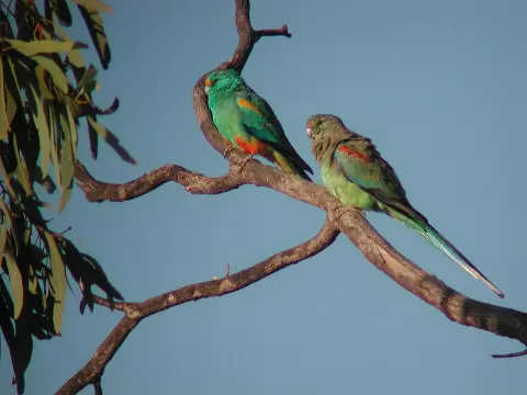 Currawinya National Park