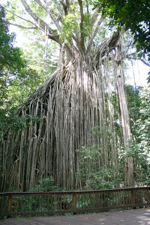 Curtain Fig National Park
