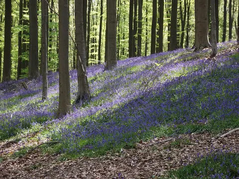 Forests of Brabant National Park