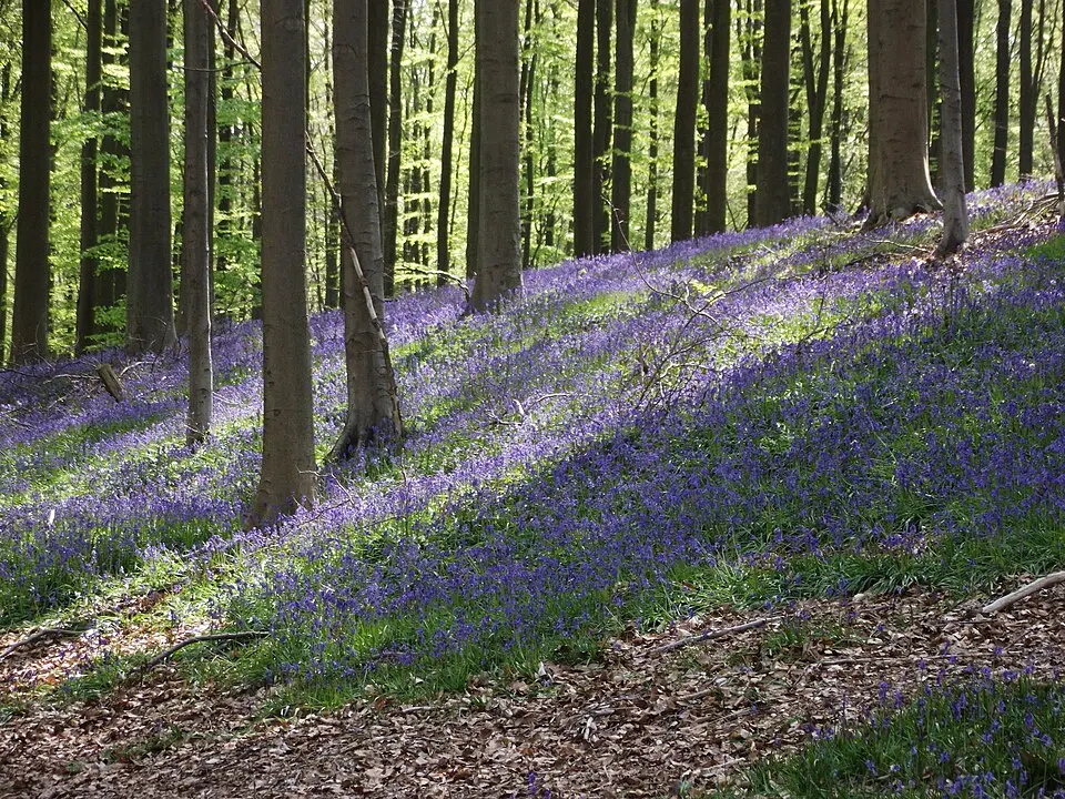 Forests of Brabant National Park