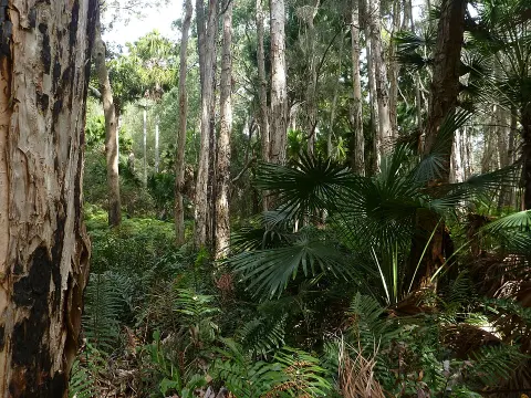 Wyrrabalong National Park