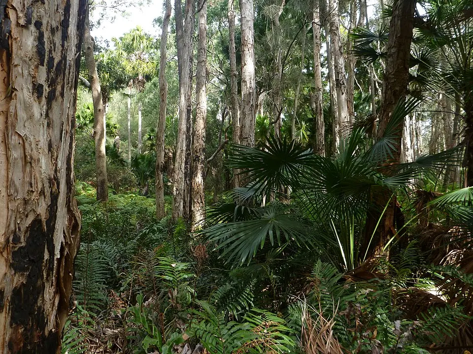 Wyrrabalong National Park