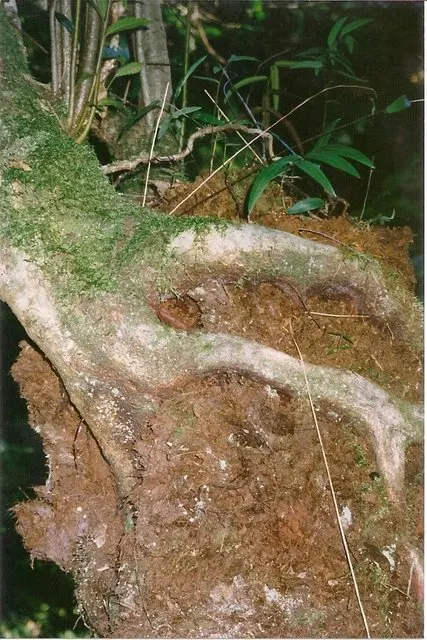 South East Forest National Park