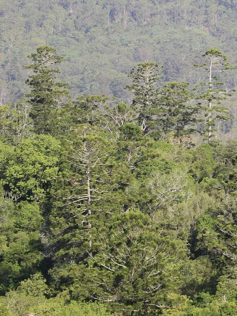 Mallanganee National Park