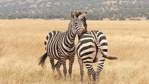 Akagera National Park