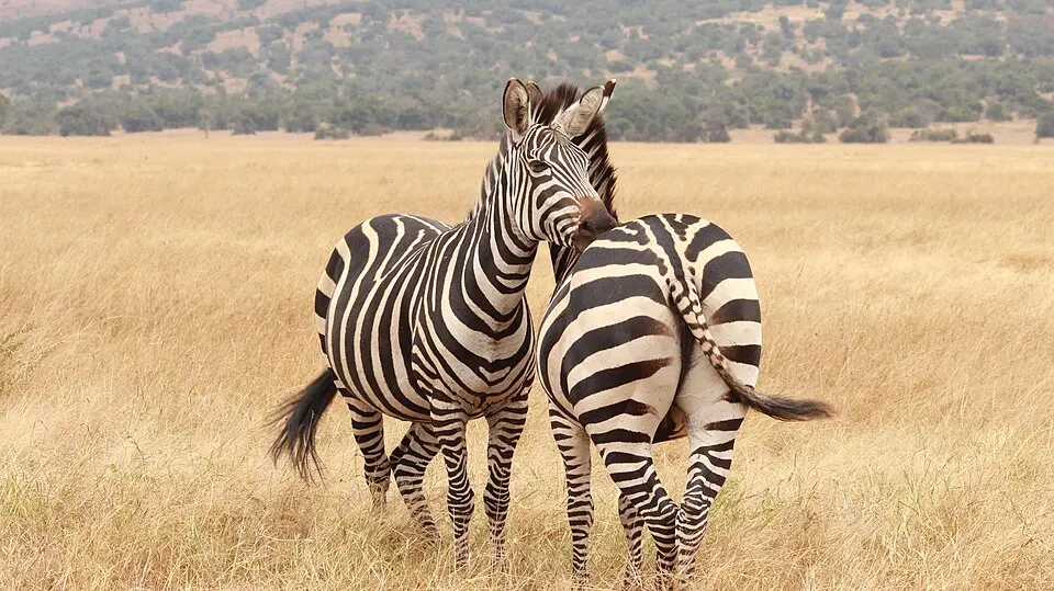 Akagera National Park