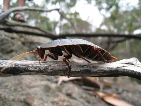 Dharawal National Park