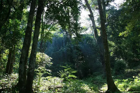 Gunung Palung National Park