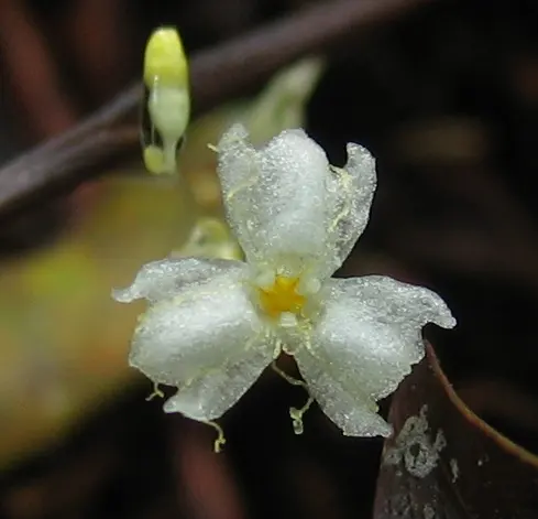 Douala-Edéa National Park