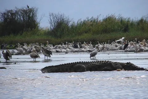 Nechisar National Park