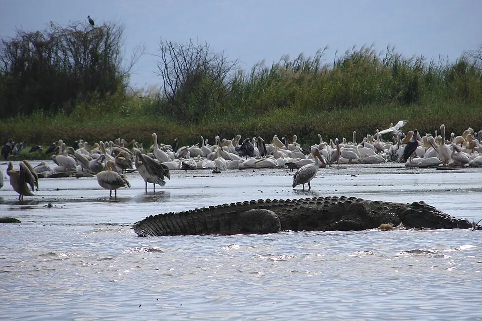 Nechisar National Park