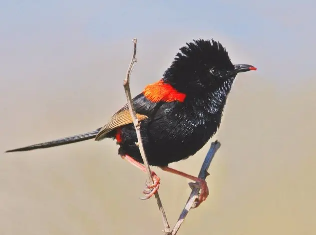 Freshwater National Park