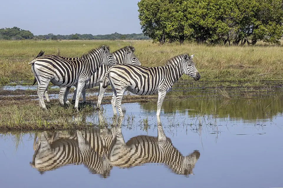 Maputo National Park