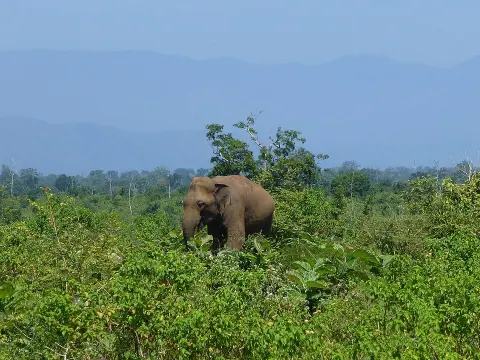 Udawalawe National Park