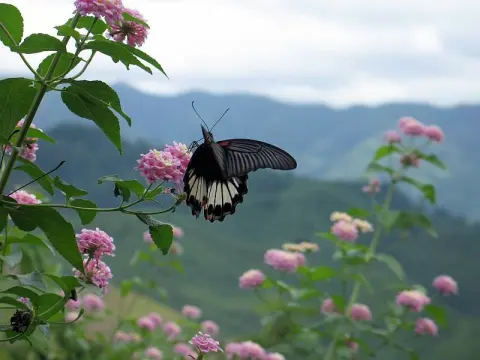 Doi Phu Kha National Park