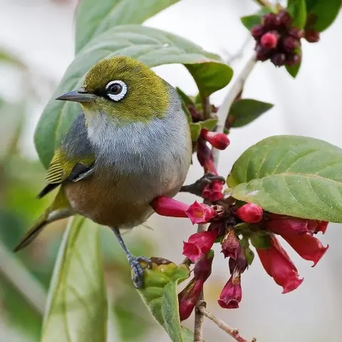 Pidna National Park