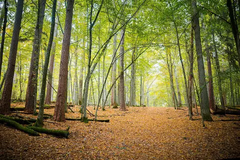 Belavezhskaya Pushcha National Park