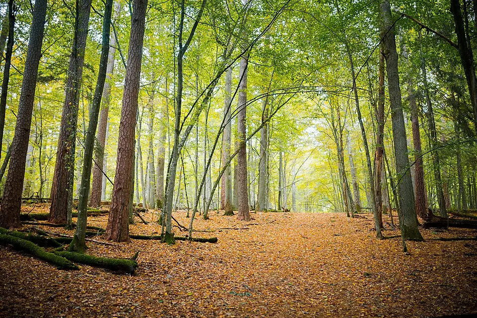 Belavezhskaya Pushcha National Park