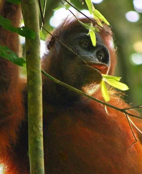 Kutai National Park