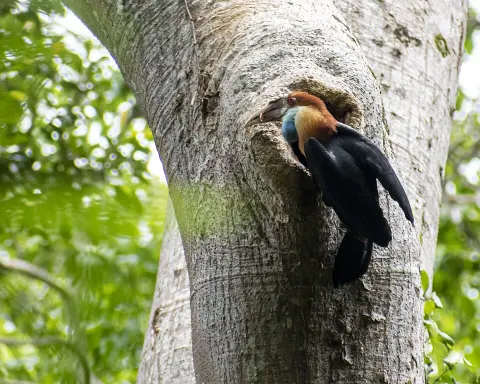 Laiwangi Wanggameti National Park
