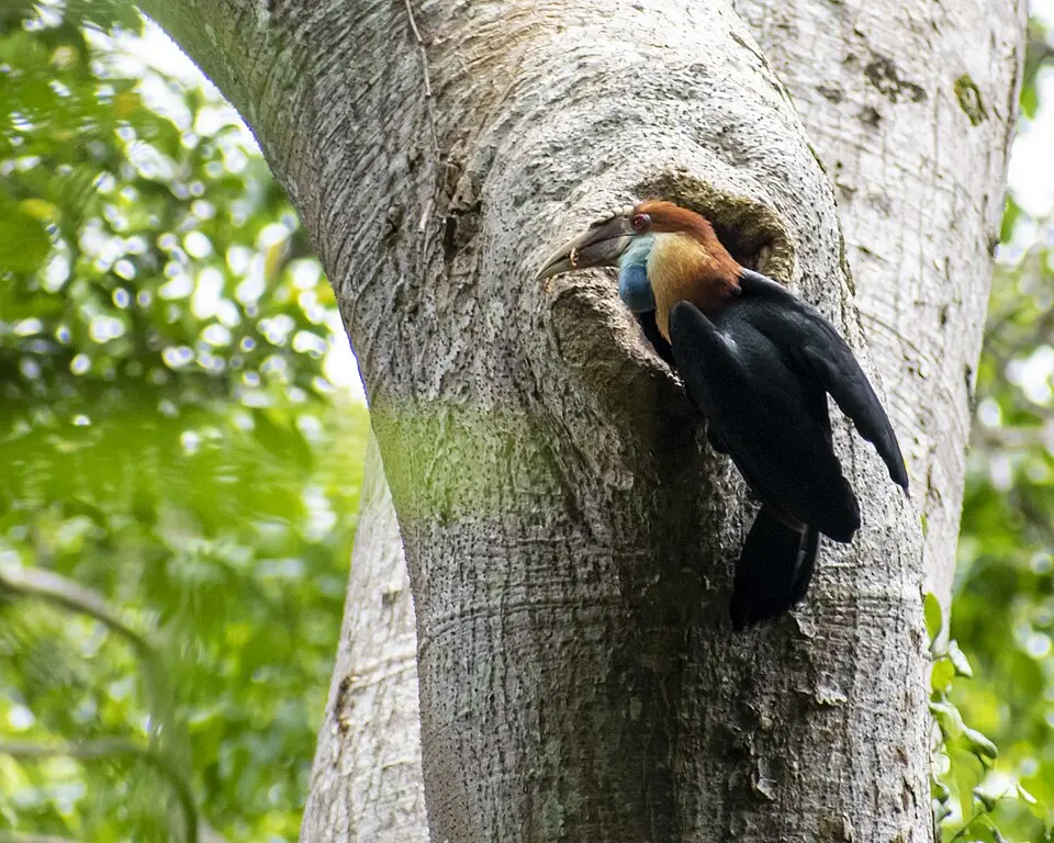 Laiwangi Wanggameti National Park
