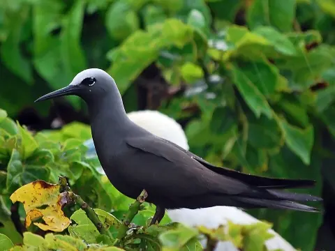 Piper Islands National Park