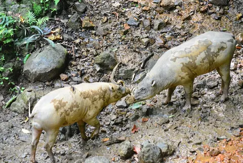 Bogani Nani Wartabone National Park