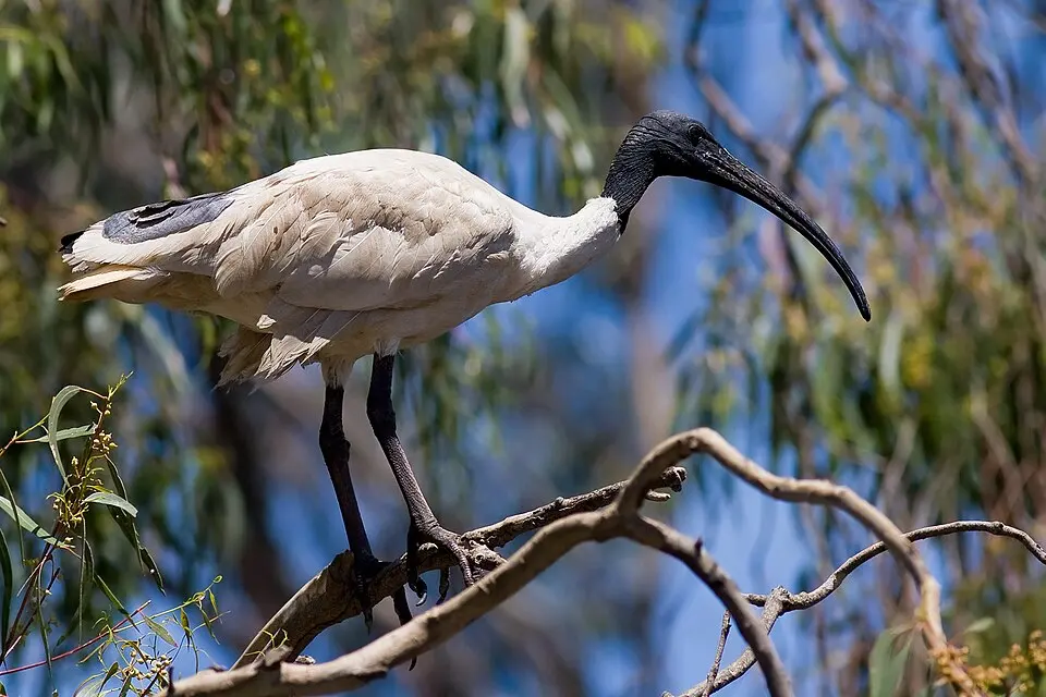 Forest Den National Park