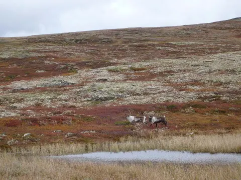 Forollhogna National Park