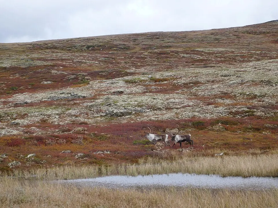 Forollhogna National Park