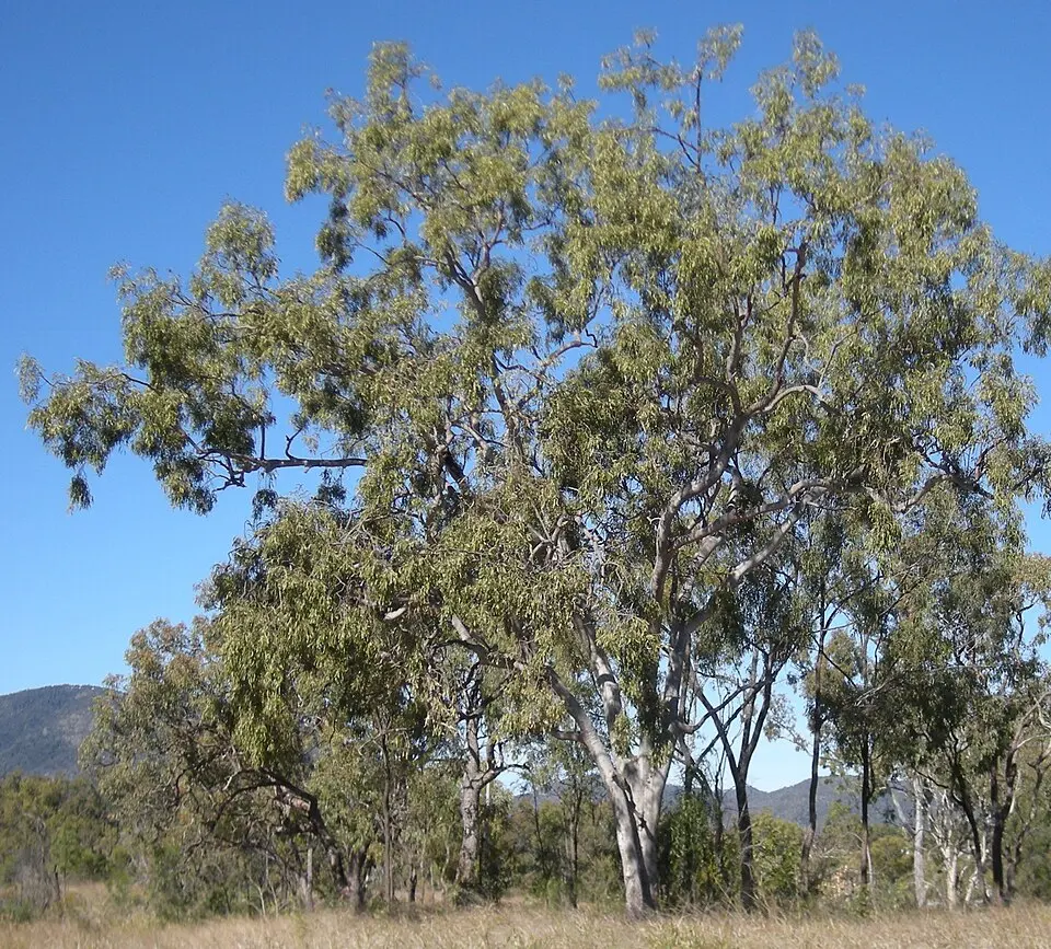 Welford National Park