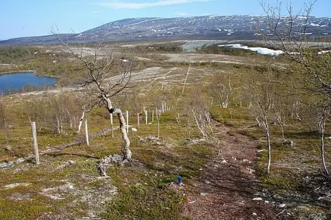 Stabbursdalen National Park