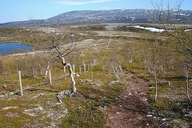 Stabbursdalen National Park