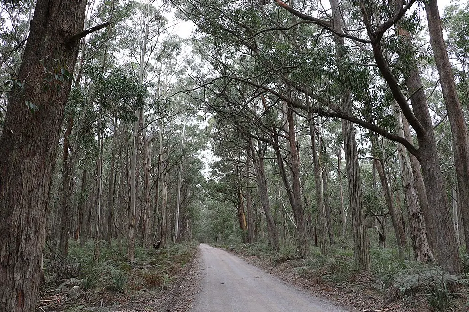 Mares Forest National Park