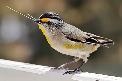 Gatton National Park