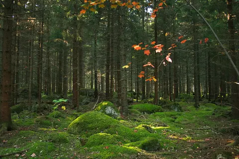 Färnebofjärden National Park