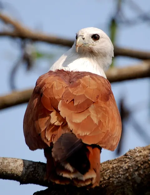 Percy Isles National Park