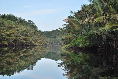 Berbak National Park