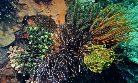 Bunaken