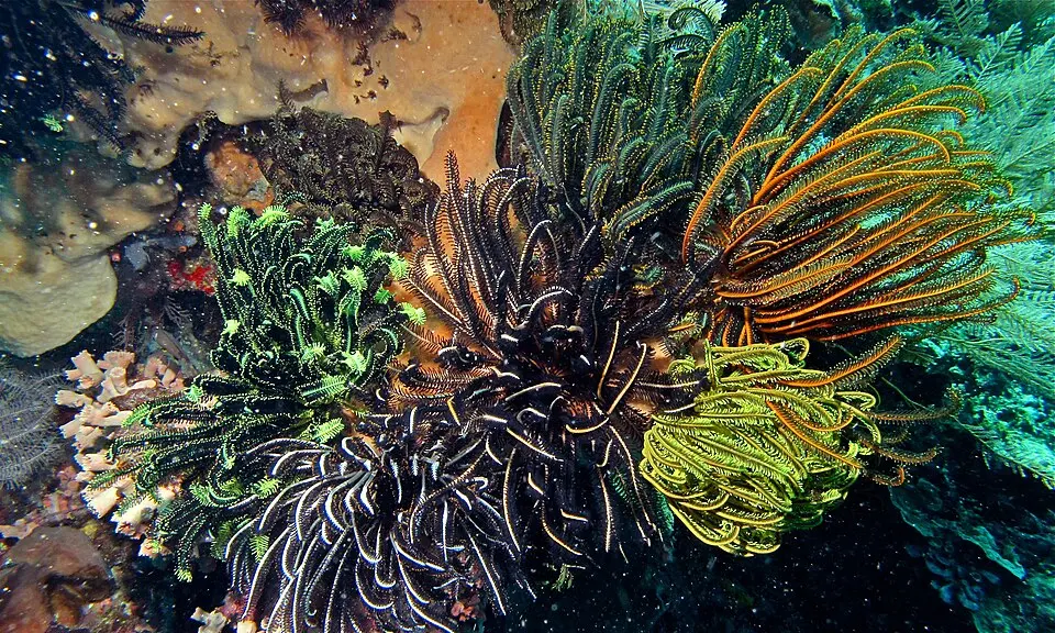 Bunaken