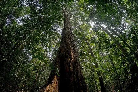 Bukit Duabelas National Park