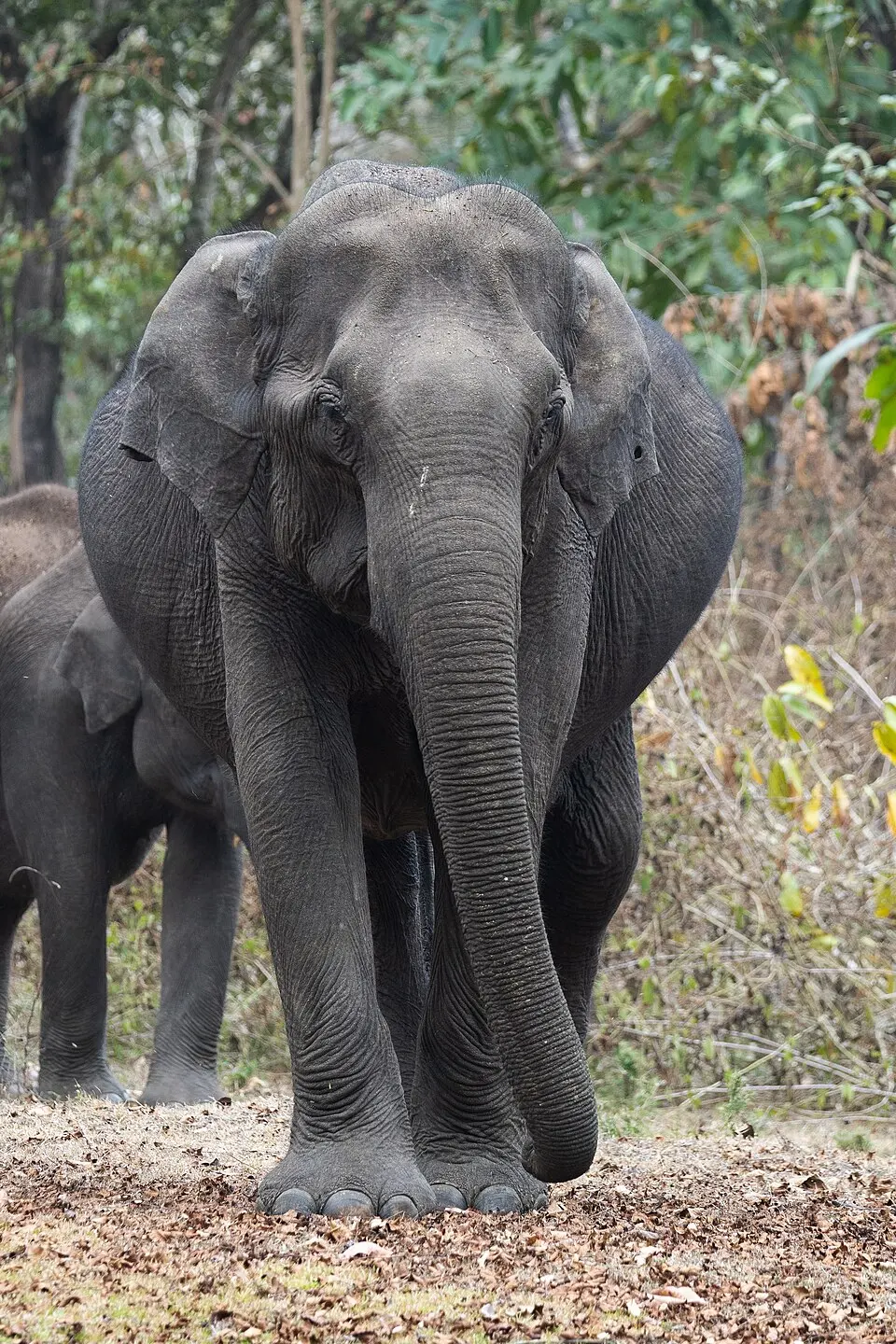 Nagarhole National Park