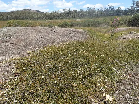 Gibraltar Range National Park